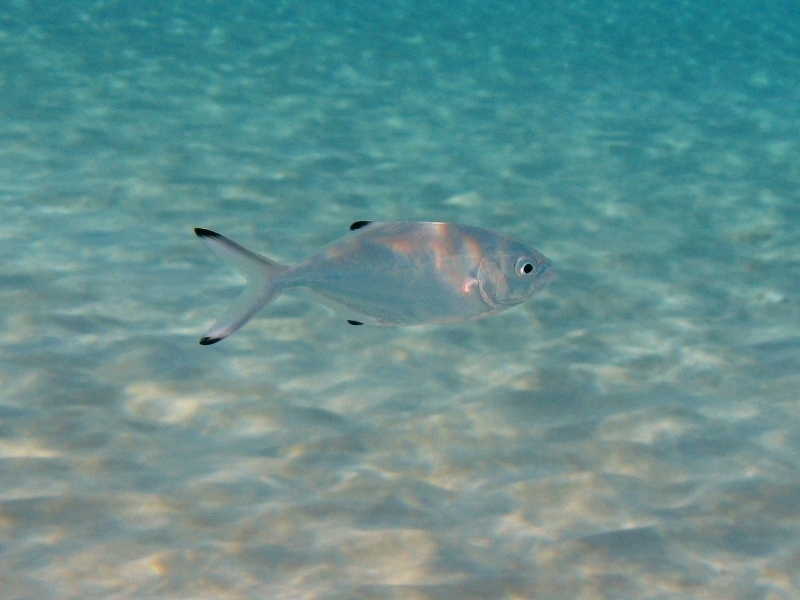 Trachinotus ovatus (Linnaeus, 1758)